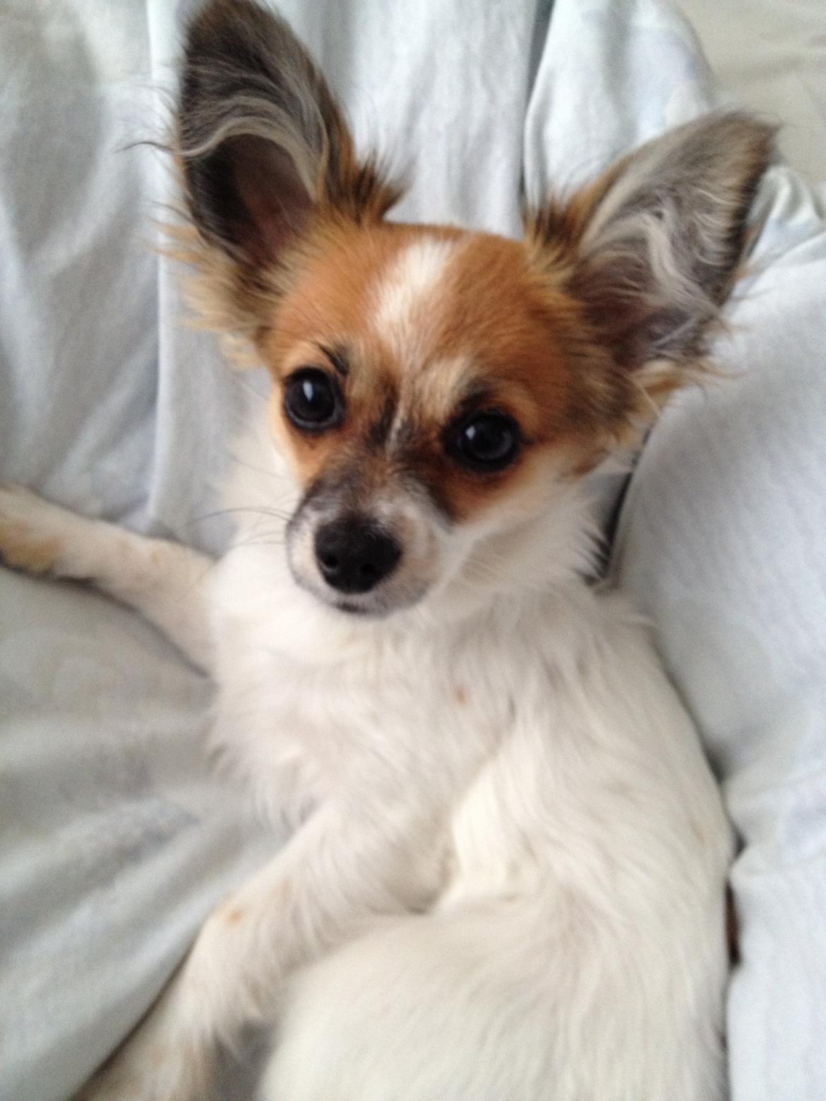 Blanding af racer Bellis billede 17