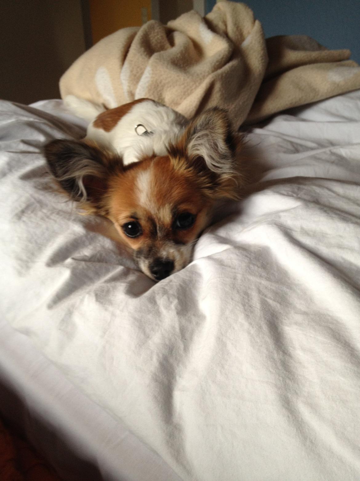 Blanding af racer Bellis billede 18