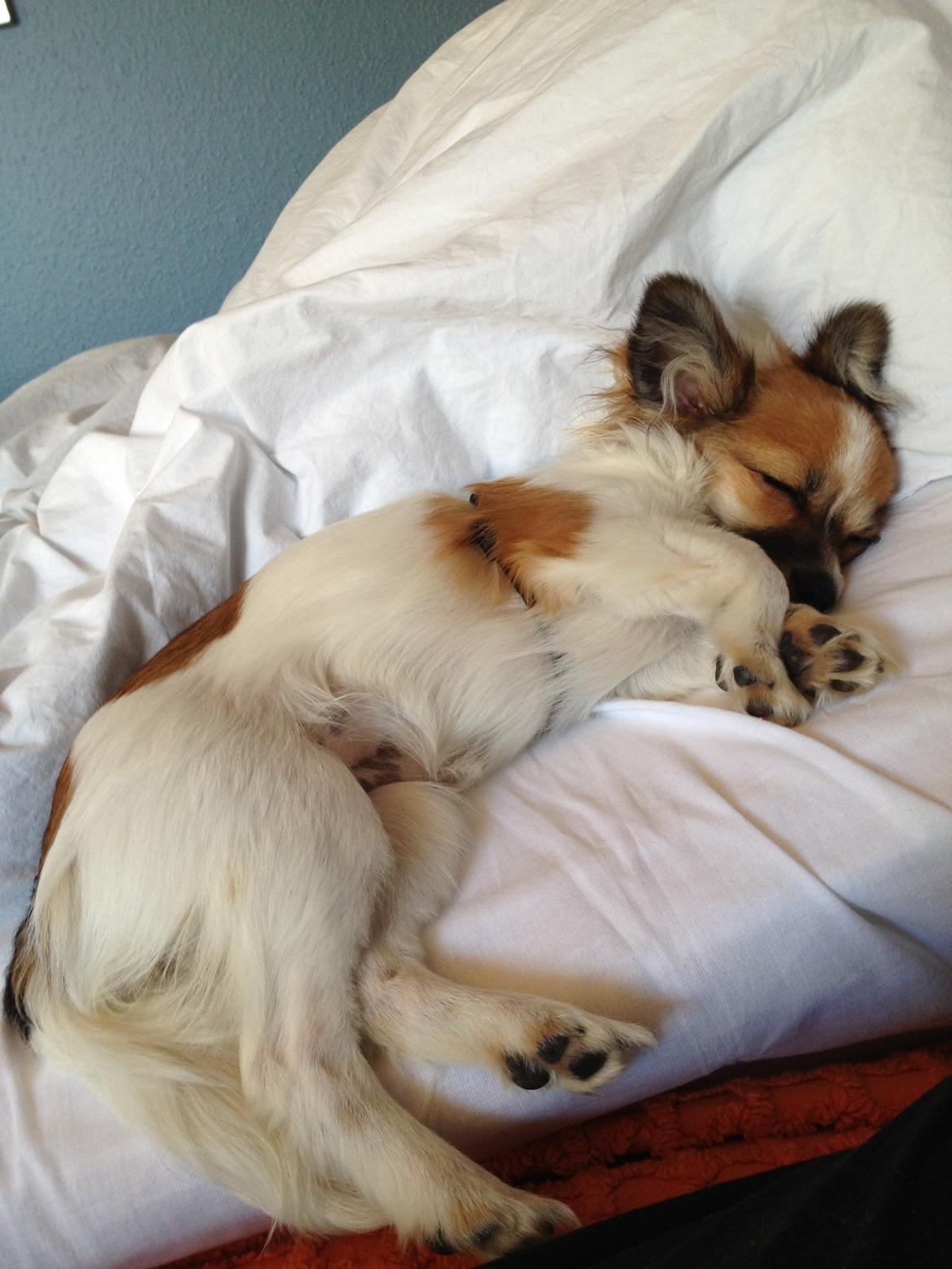 Blanding af racer Bellis billede 19