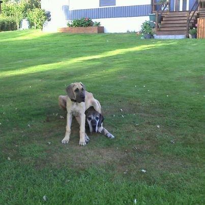 Grand danois Loppe billede 1