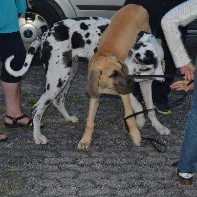 Grand danois Loppe billede 2