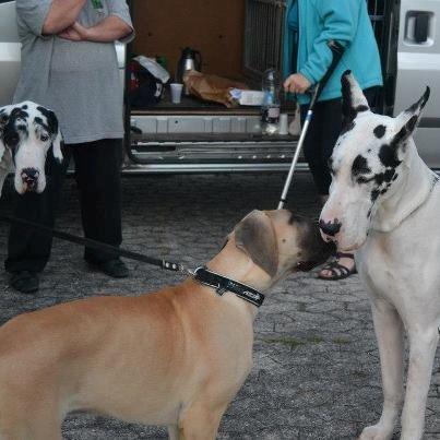 Grand danois Loppe billede 3