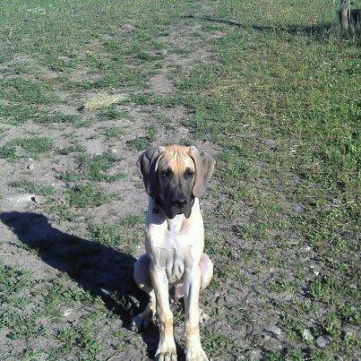 Grand danois Loppe billede 4