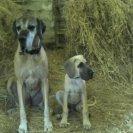 Grand danois Loppe billede 5