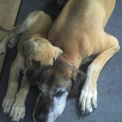 Grand danois Loppe billede 6