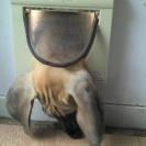 Grand danois Loppe billede 7