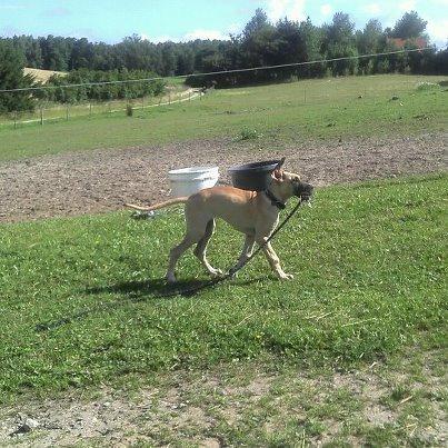 Grand danois Loppe billede 8