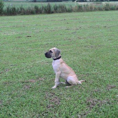 Grand danois Loppe billede 9