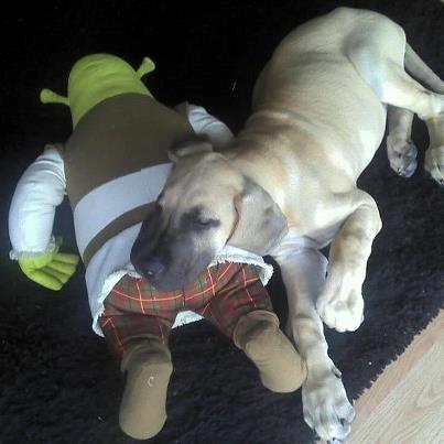 Grand danois Loppe billede 10