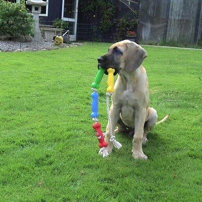 Grand danois Loppe billede 11