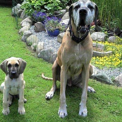 Grand danois Loppe billede 12