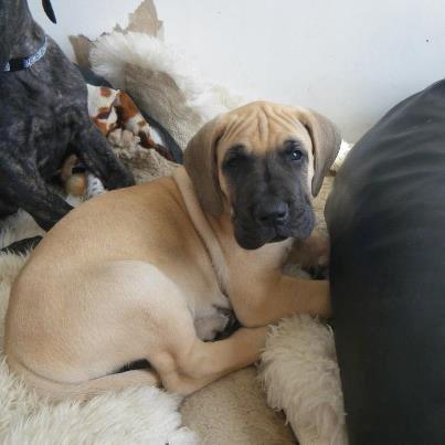 Grand danois Loppe billede 13