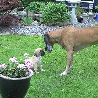 Grand danois Loppe billede 14