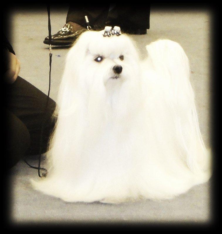 Malteser Medina billede 1