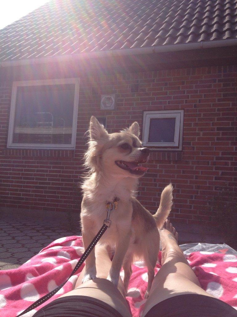 Chihuahua Fonzie billede 12