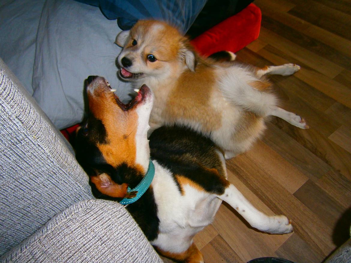 Blanding af racer Japansk spids/beagle Gaius billede 15