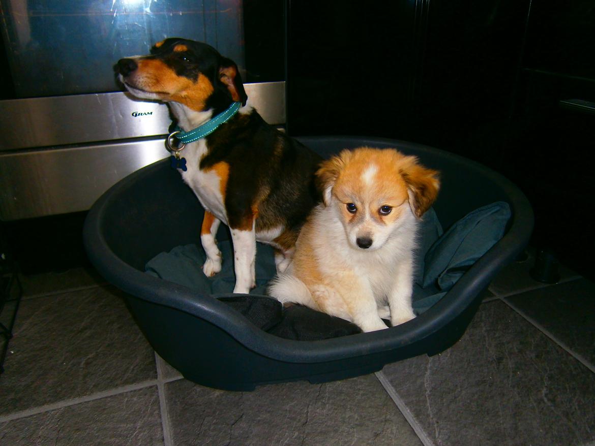 Blanding af racer Japansk spids/beagle Gaius billede 16