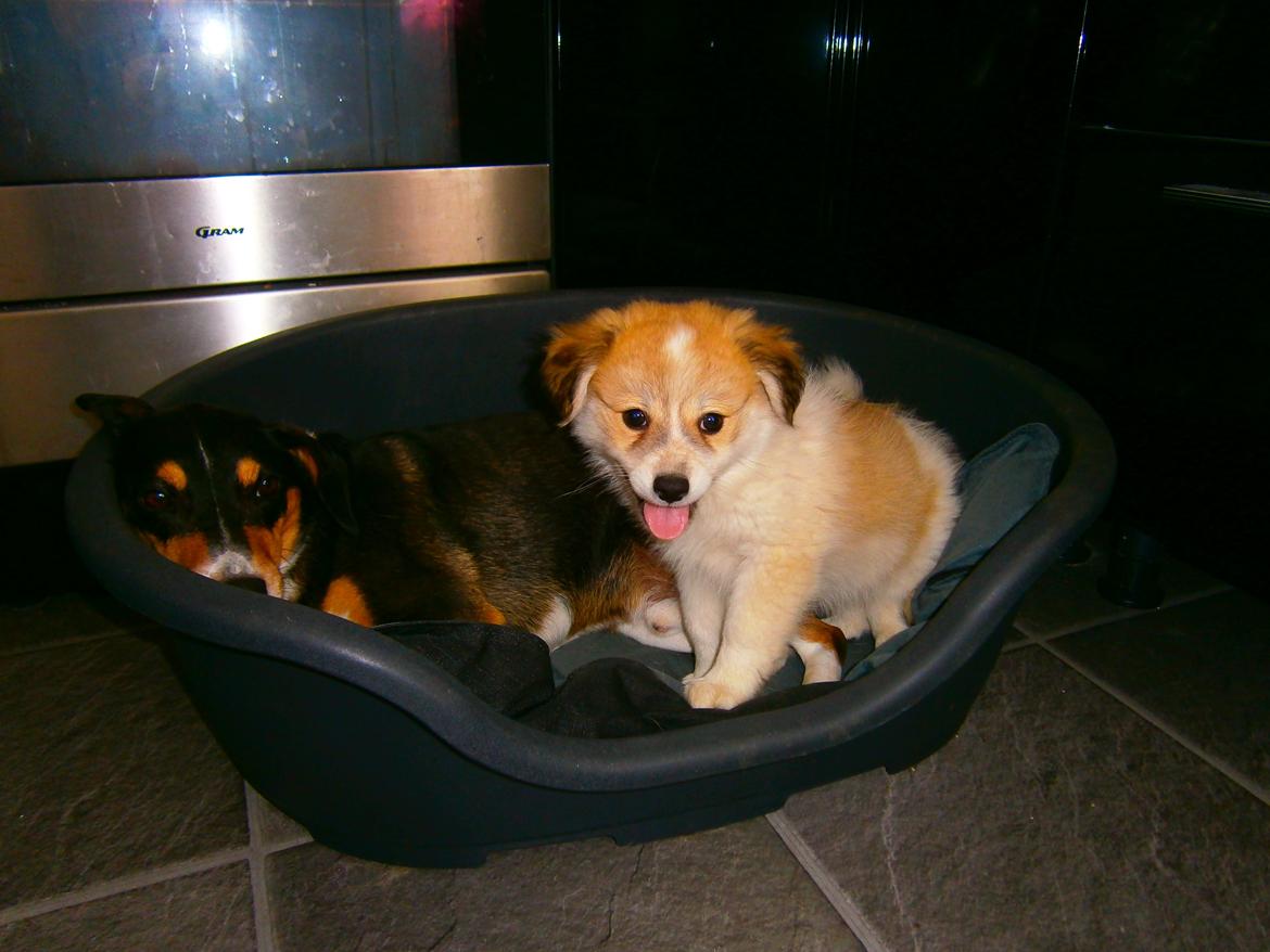 Blanding af racer Japansk spids/beagle Gaius billede 17