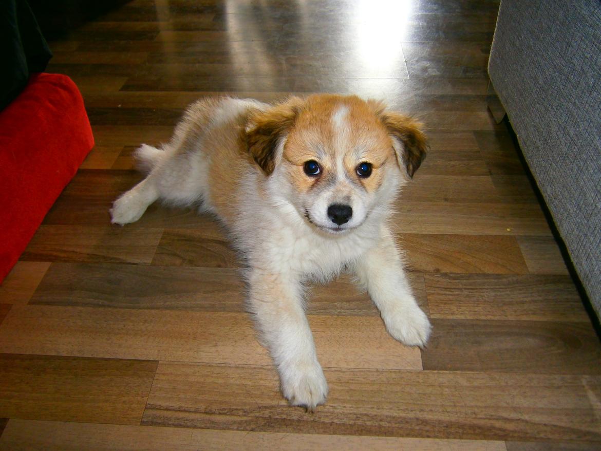 Blanding af racer Japansk spids/beagle Gaius billede 19