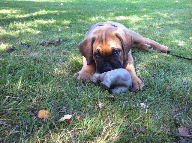 Blanding af racer Tiko ~ himmelhund 14/7-12 - 22/2-19 - Aug. 2012 billede 20