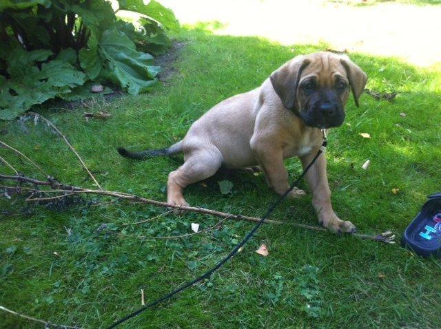 Blanding af racer Tiko ~ himmelhund 14/7-12 - 22/2-19 - Aug. 2012 billede 17