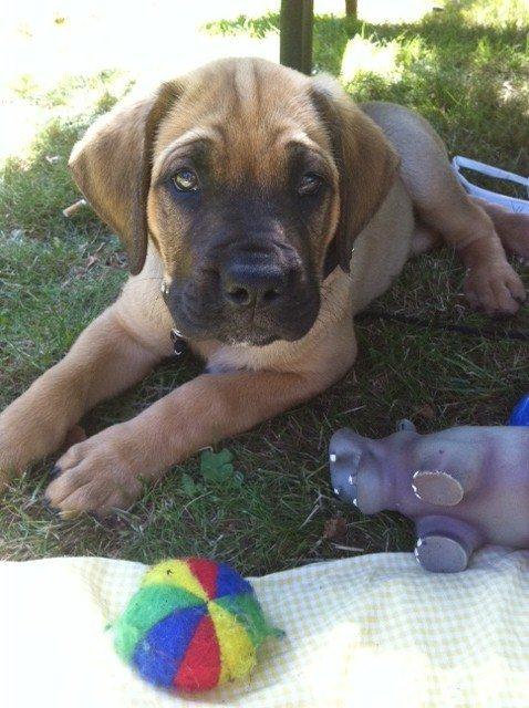 Blanding af racer Tiko ~ himmelhund 14/7-12 - 22/2-19 - Aug. 2012 billede 18