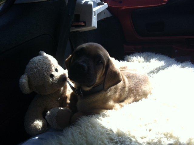 Blanding af racer Tiko ~ himmelhund 14/7-12 - 22/2-19 - Aug. 2012 billede 19