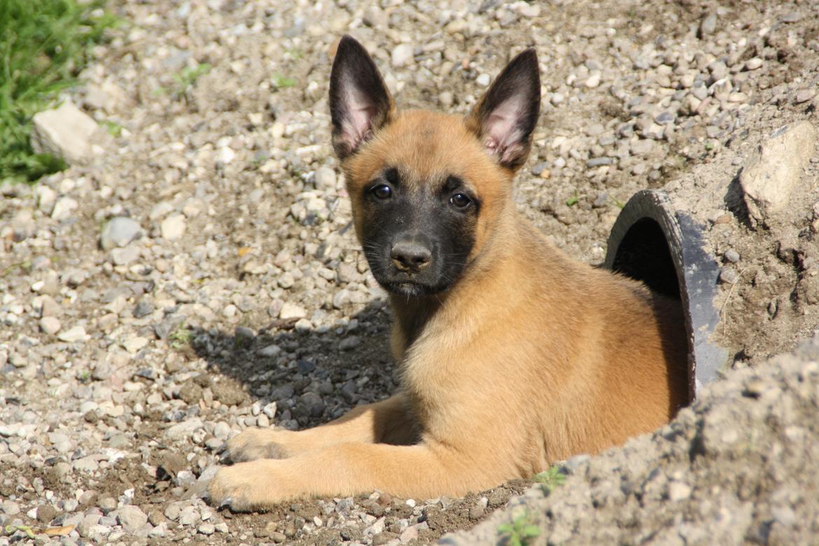Malinois Chico von den belgischen Wölfen billede 1