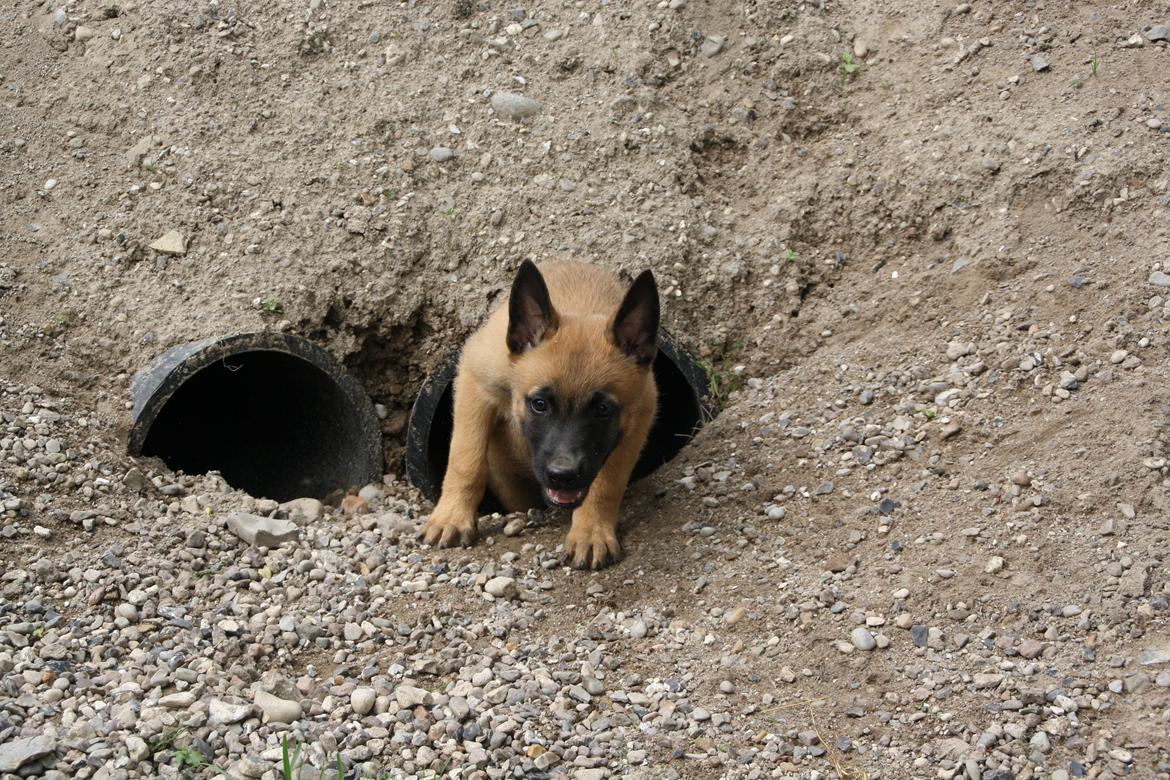 Malinois Chico von den belgischen Wölfen billede 2