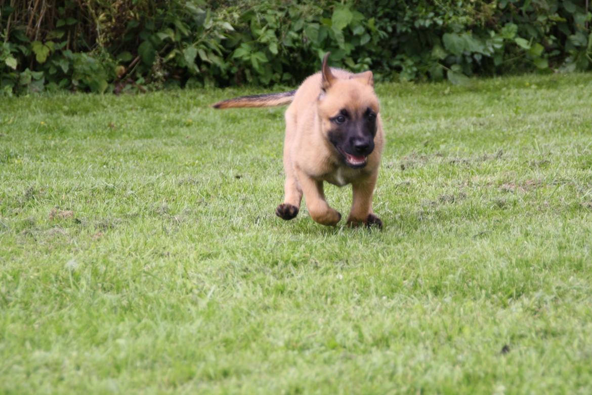 Malinois Chico von den belgischen Wölfen billede 3