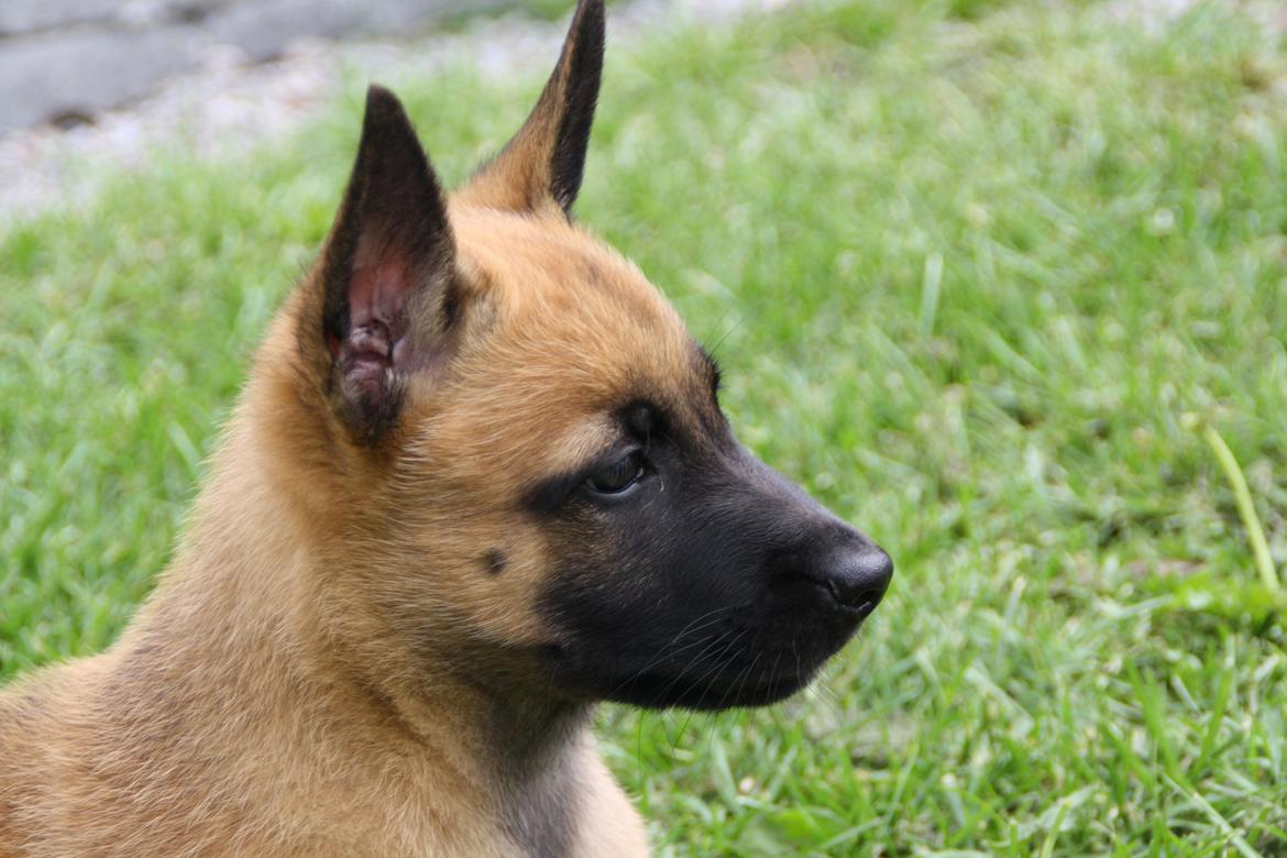 Malinois Chico von den belgischen Wölfen billede 4