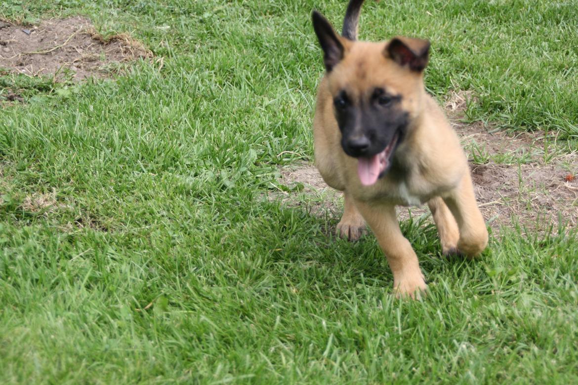 Malinois Chico von den belgischen Wölfen billede 5