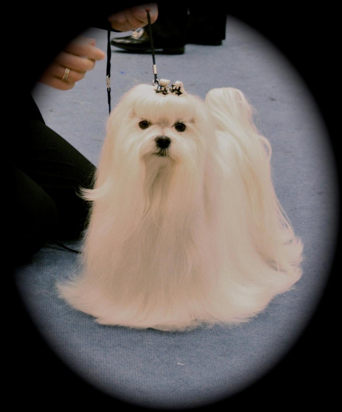 Malteser Medina billede 2