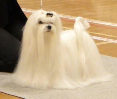 Malteser Medina billede 3