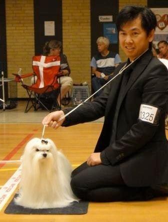 Malteser Medina billede 4