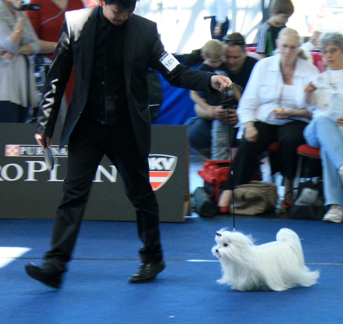 Malteser Medina billede 5