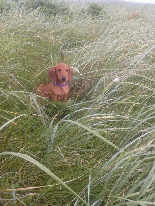 Gravhund Polly - Polly's første gang på stranden, på billedet her holder hun øje med hestene på marken foran hende. billede 5