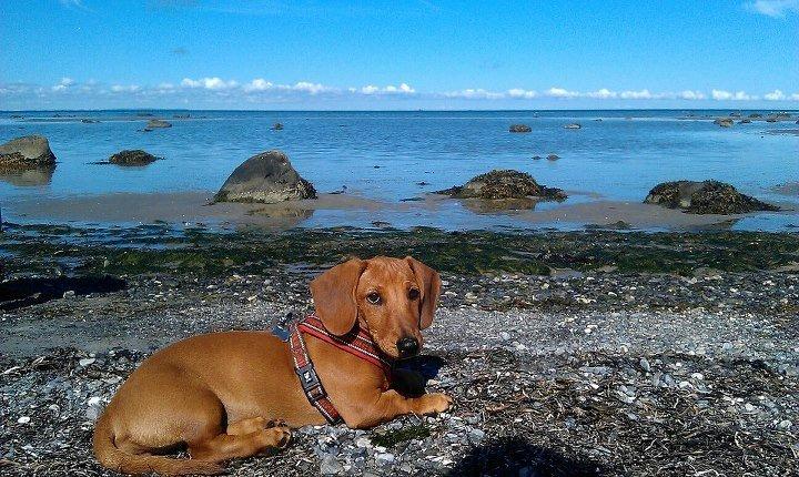 Gravhund Polly - Polly's første ferie på læsø. Dejligt vejr, og lækkert med lavt vand så hun nemt kunne bade :) billede 12