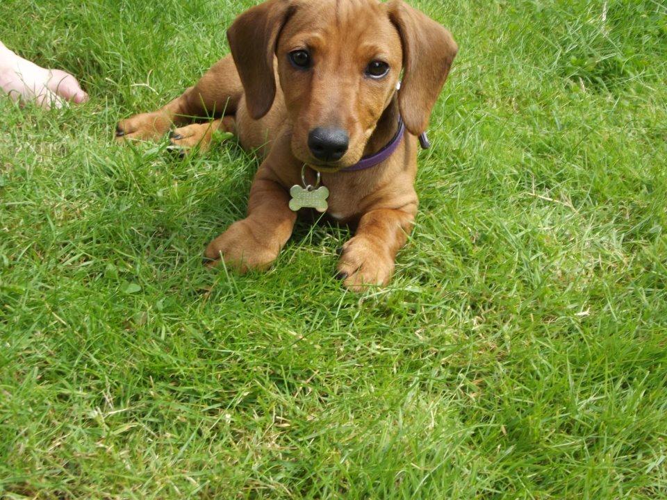 Gravhund Polly - Taget få dage efter jeg fik hende (9 uger gammel). Hun kan desværre ikke passe hendes halsbånd mere :( Må have et magen til.  billede 4