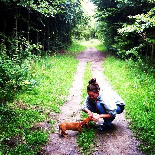 Gravhund Polly - Polly er helt pjattet med hundeskoven, hvor der er mange dejlige lugte og mudder! Mors dygtige jagthund! billede 17