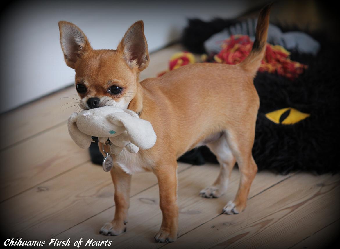 Chihuahua Chihuanas Flush of Hearts - Momo billede 23