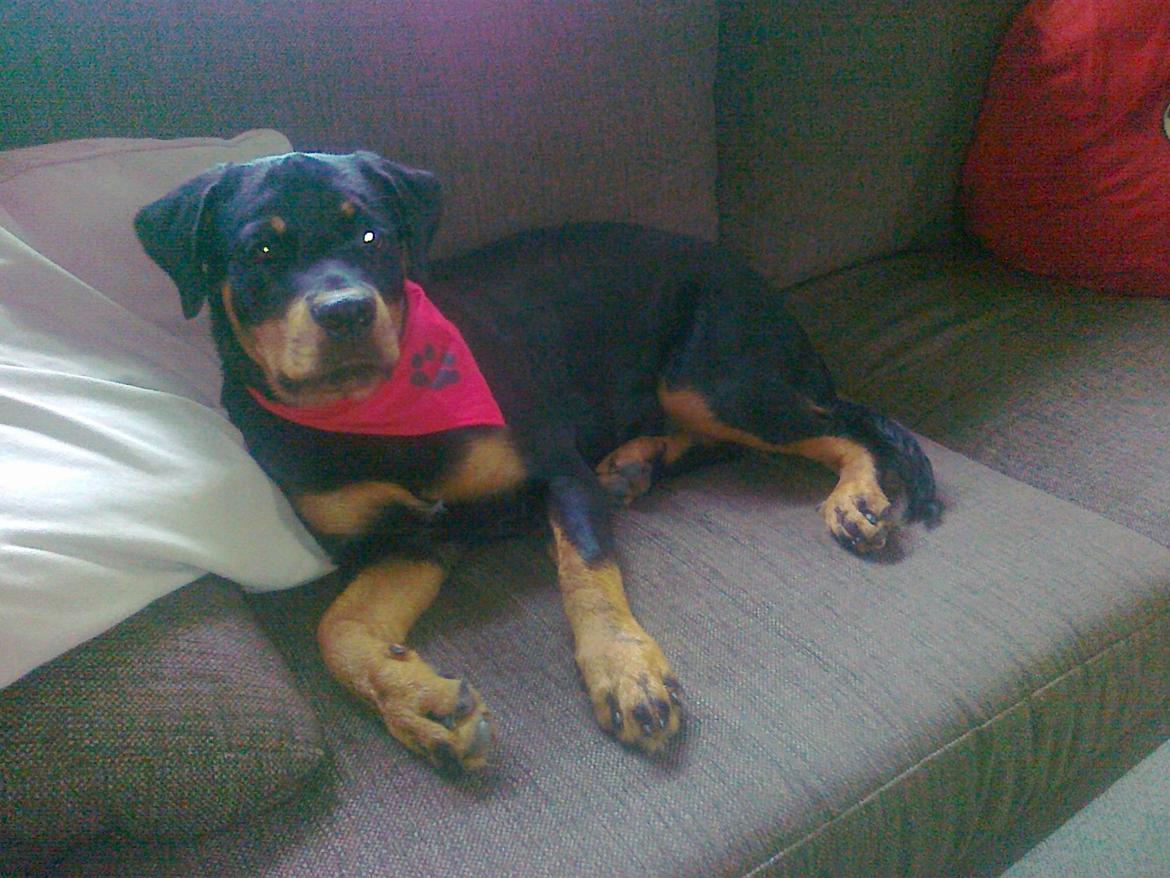Rottweiler Freya - Ups! Det´ vist en fejl at rotten ligger i sofaen ;D billede 12