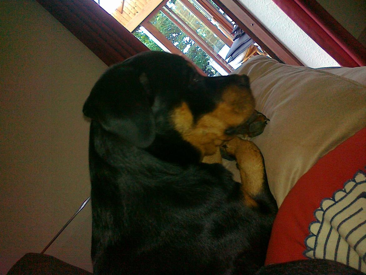 Rottweiler Freya - Min dejlige pige <3 billede 15