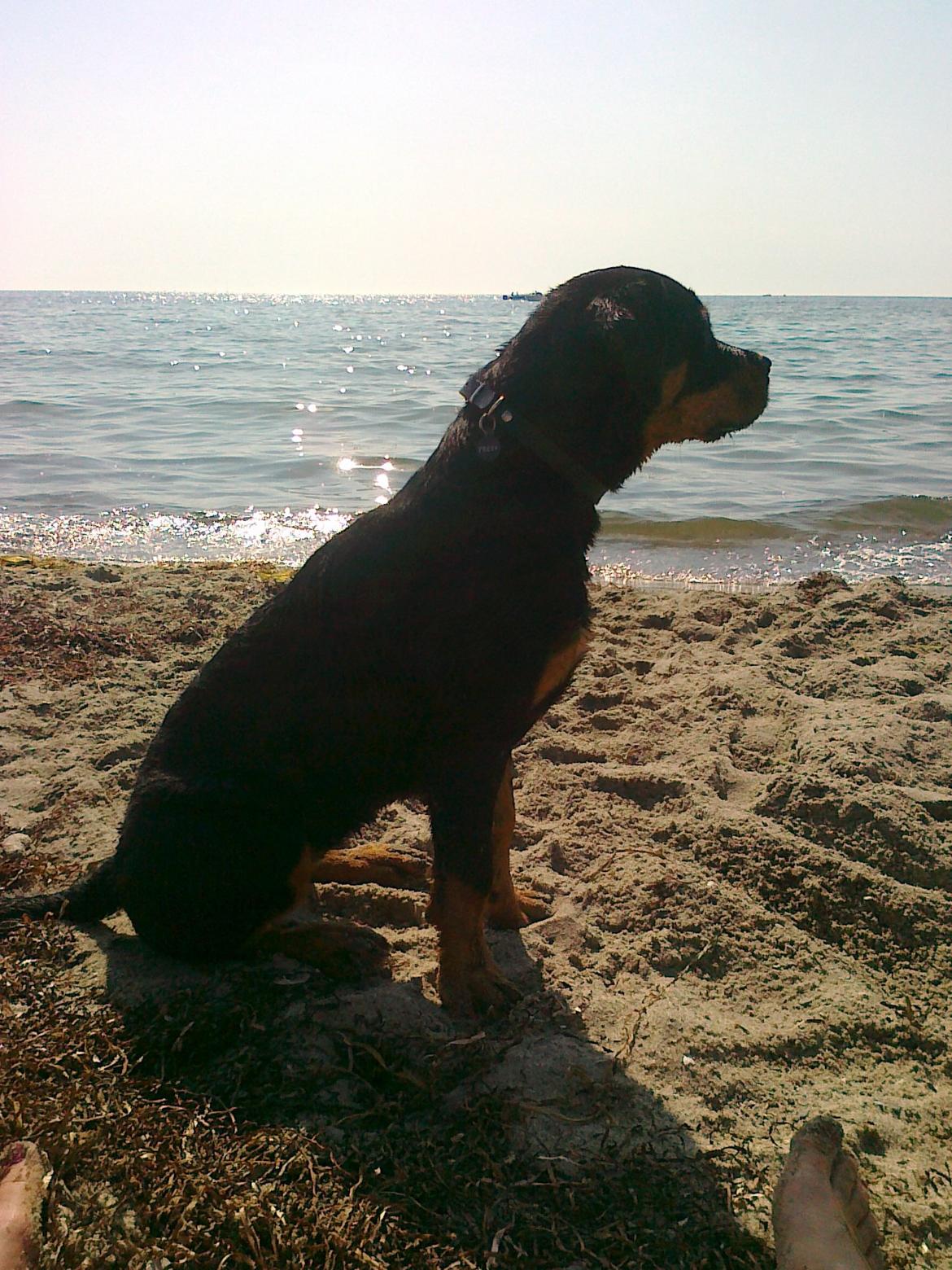 Rottweiler Freya billede 18