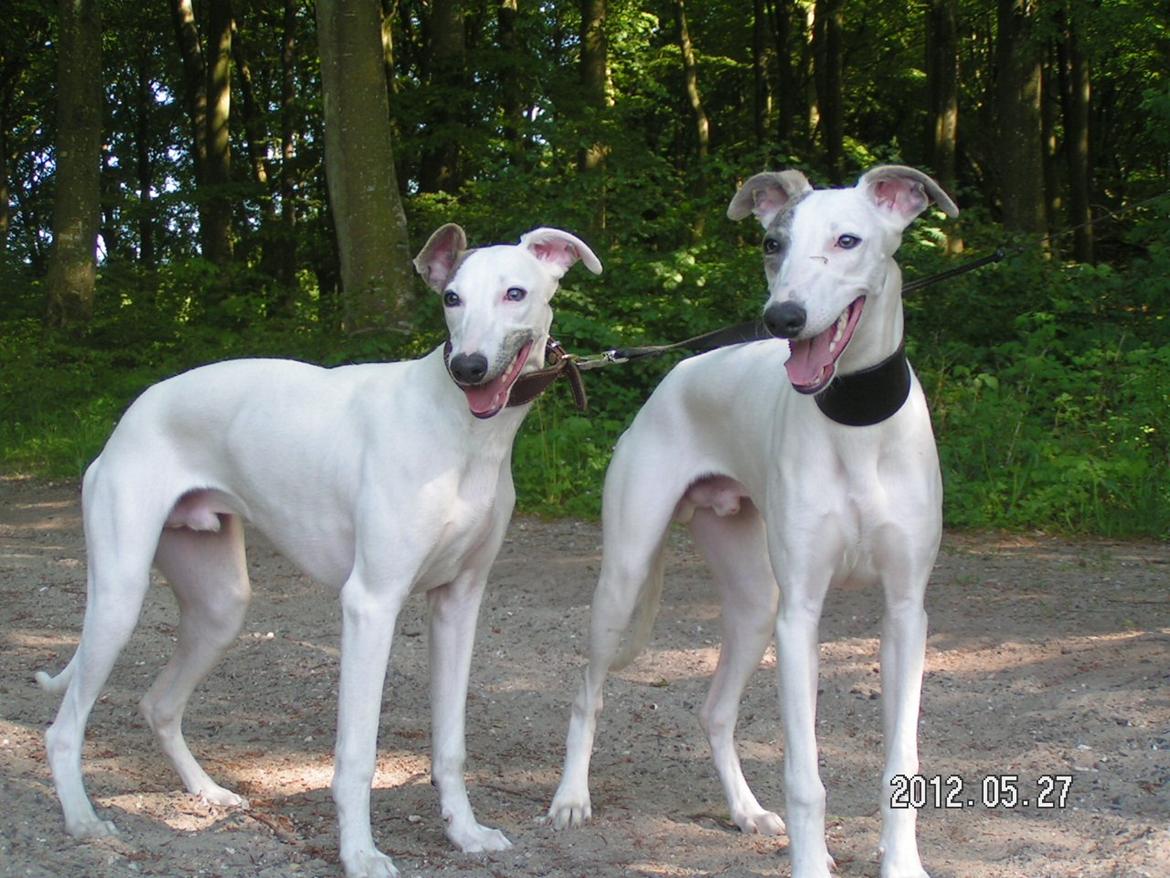 Whippet Liam Emil billede 8