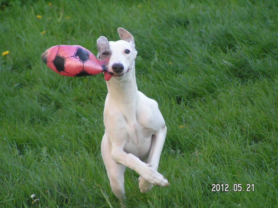 Whippet Liam Emil billede 7