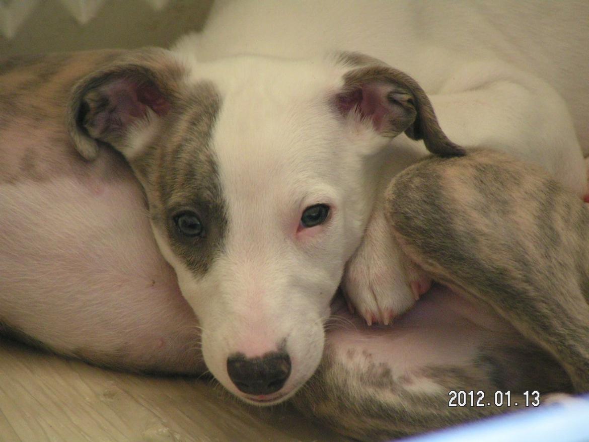 Whippet Liam Emil billede 2
