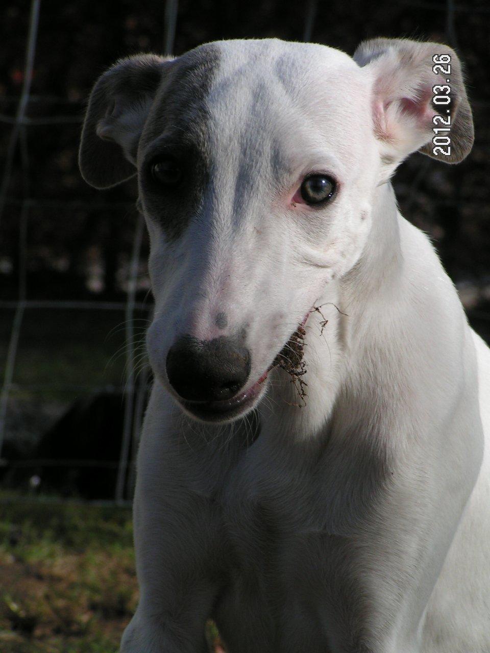 Whippet Liam Emil billede 4