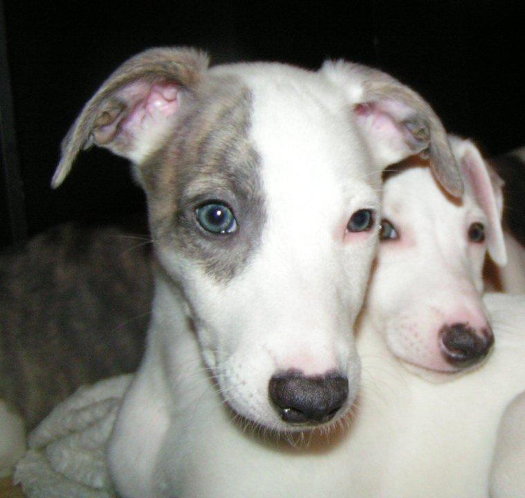 Whippet Liam Emil billede 5