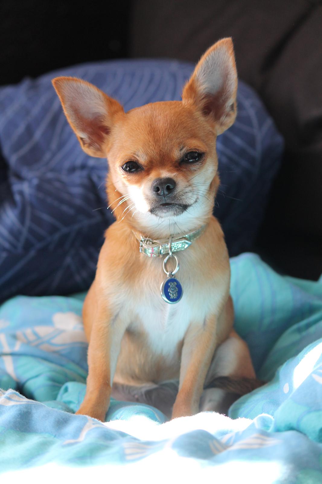 Chihuahua Chihuanas Flush of Hearts - Momo - 29 august 2012 billede 21